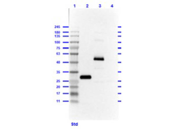 Human IgG Fc Antibody