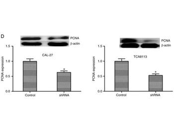Mouse IgG Fc Antibody
