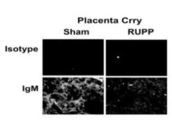 Rat IgM (mu) Antibody