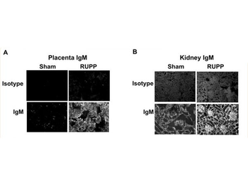Rat IgM (mu) Antibody