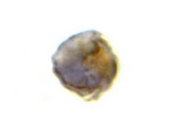 TLR8 Antibody