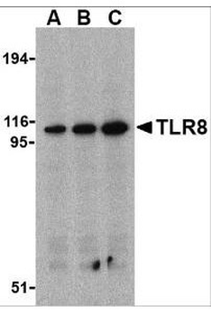 TLR8 Antibody