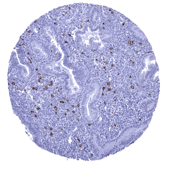 CD56 antibody