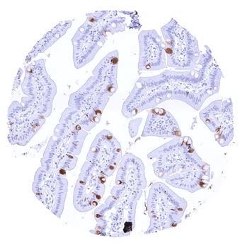 TFF1 / pS2 antibody (MSVA-482M)