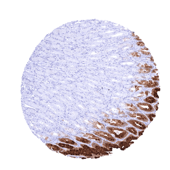 TFF1 / pS2 antibody (MSVA-482M)