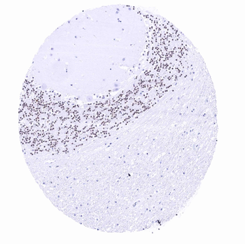 PAX6 antibody
