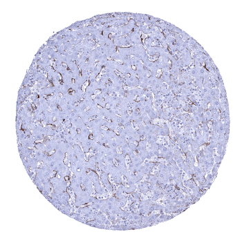 CD141 antibody