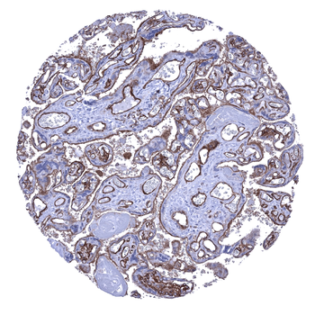 CD141 antibody