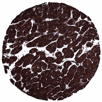 Glutamine Synthetase antibody