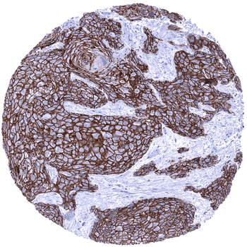 Desmoglein 3 antibody (MSVA-543M)