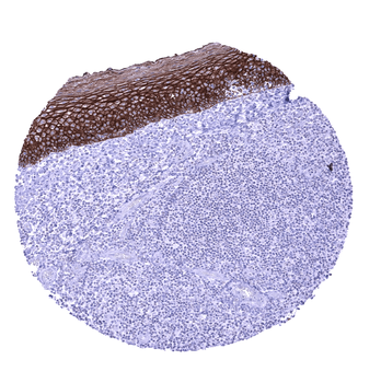 TRIM29 antibody (MSVA-629M)