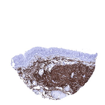 Elastin antibody
