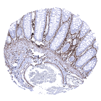 Elastin antibody