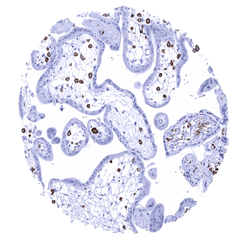 AIF1 antibody (MSVA-955M)