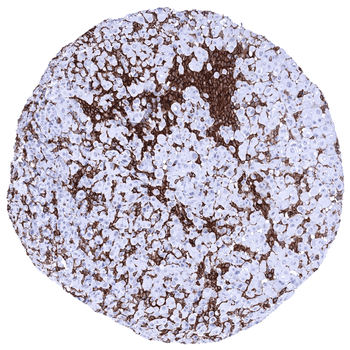 AIF1 antibody (MSVA-955M)