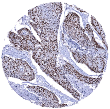 SOX9 antibody