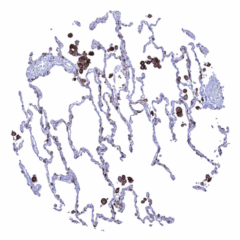 HLA-DRB1 antibody