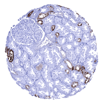 Calbindin 1 antibody (MSVA-471M)