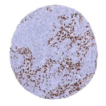 Factor XIII alpha antibody (MSVA-813R)
