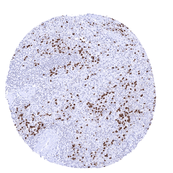 S100A12 antibody (MSVA-812M)