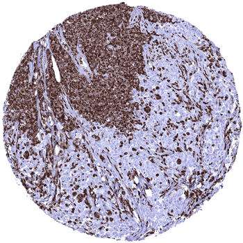S100A12 antibody (MSVA-812M)