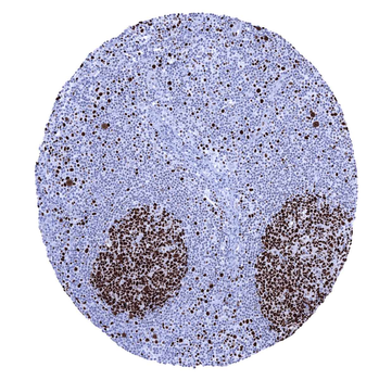 MCM7 antibody