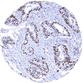 MCM7 antibody