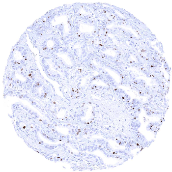 MCM7 antibody