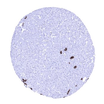 TACSTD2 / Trop-2 antibody