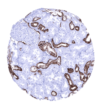 TACSTD2 / Trop-2 antibody