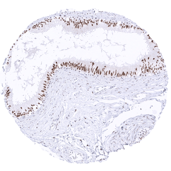 Transcription factor E3 / TFE3 antibody (MSVA-403R)