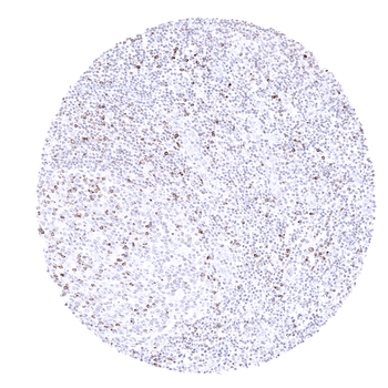 CTLA-4 antibody
