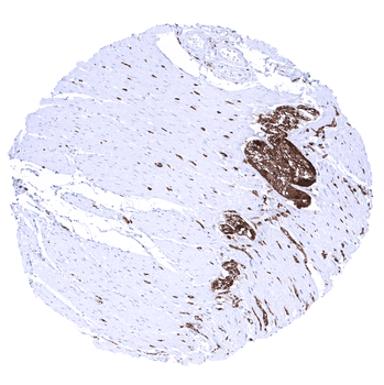 PGP9.5 / UCHL1 antibody (MSVA-905R)