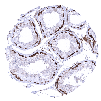 PGP9.5 / UCHL1 antibody (MSVA-905R)