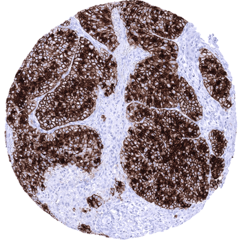 GP2 antibody