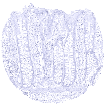 GP2 antibody