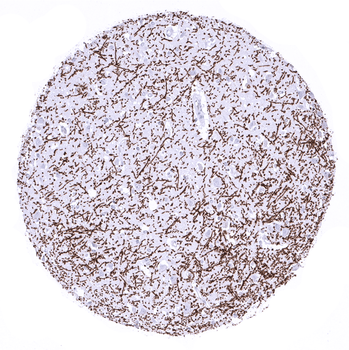Myelin Basic Protein antibody (MSVA-390R)