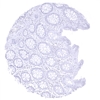 Myelin Basic Protein antibody (MSVA-390R)