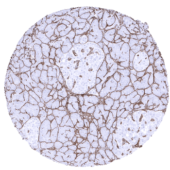 Collagen IV antibody (MSVA-704R)
