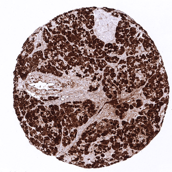 CPA1 antibody
