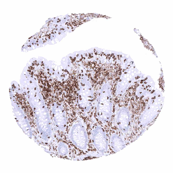 CD45 antibody