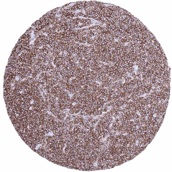 CD45 antibody