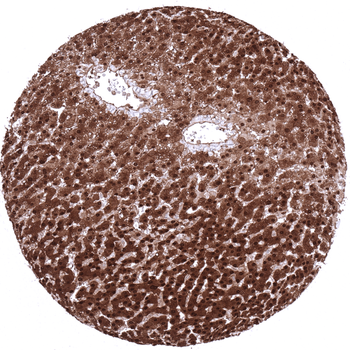 Arginase-1 antibody