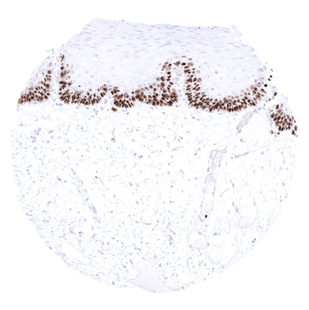 MCM3 antibody
