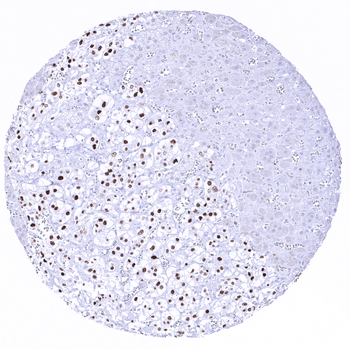 INSM1 antibody (MSVA-456R)