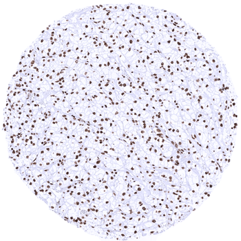 Histone H3 / H3-3A antibody (MSVA-903M)