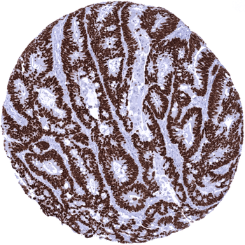 SATB2 antibody (MSVA-702R)