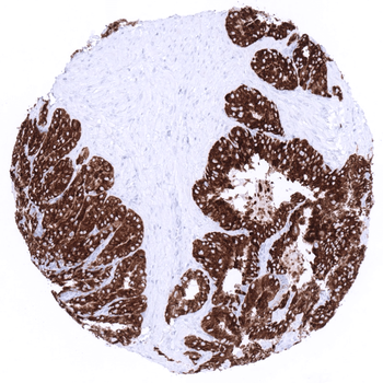 MUC6 antibody (MSVA-806R)