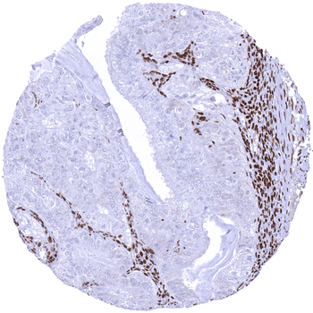 MSH2 antibody