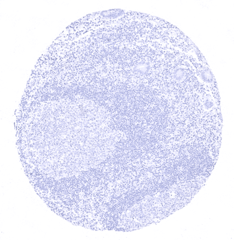 CD1a antibody
